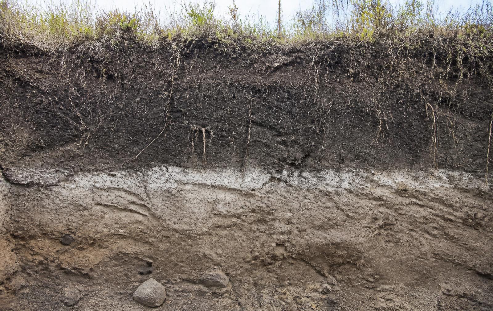 Perfil de suelo con raíces y capa mineral